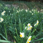 Suisen (daffodil)