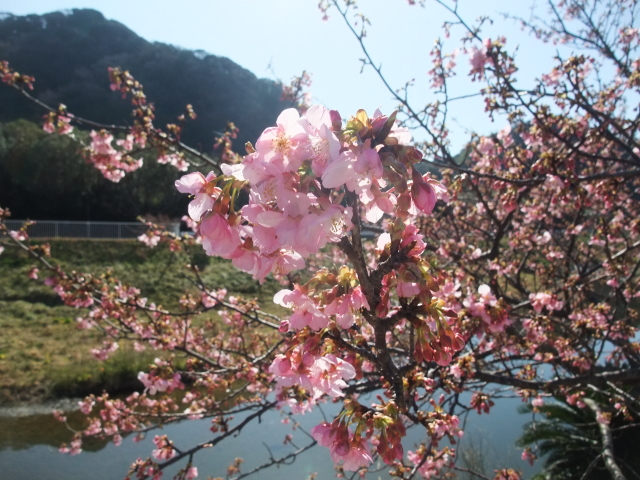 Kawazu cherry tree at Suisen Road