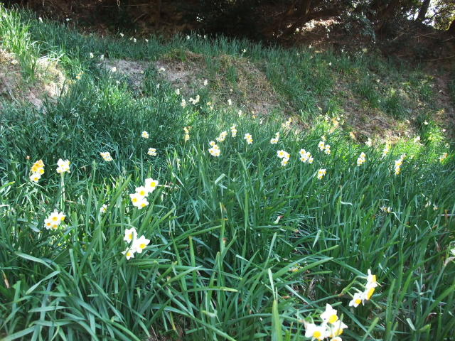 daffodil on a slope