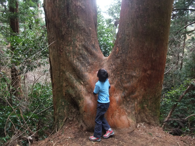 Huge tree on the trail to Tsukuba-san