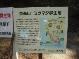 a board showing 'Mitsumata colony'