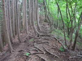 roots of trees on the trail