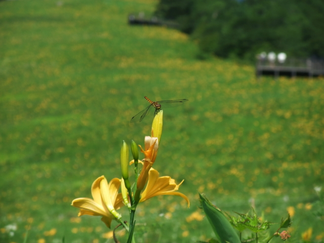 a dragonfly and Nikko day lily