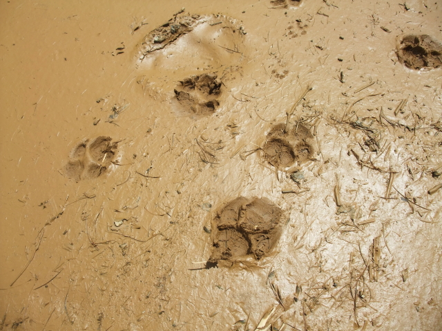 a footprint of an animal